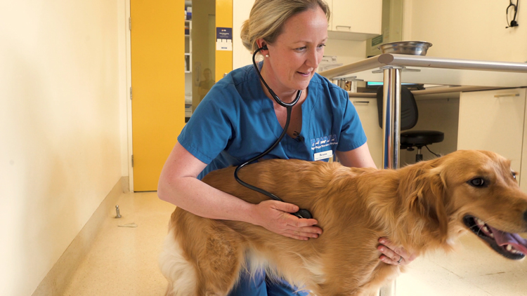 狗狗關節保健 / 澳洲獸醫Dr.Andrea非常關注狗狗關節問題，認為從小就應該要關注。