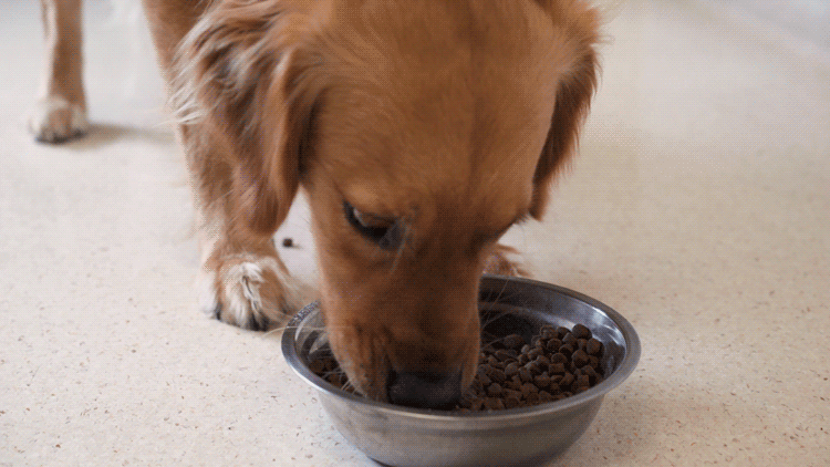 狗关节保健 / 狗狗非常喜欢进食添加了神仙粉的干粮。