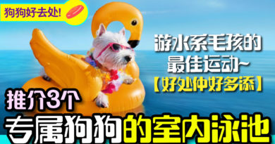 推荐3个香港室内的狗狗游泳池 | 狗狗好去处