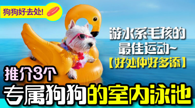 推荐3个香港室内的狗狗游泳池 | 狗狗好去处